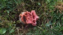 champignons-rose 2