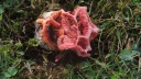champignons-rose 3