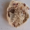 Oursin Coeur 