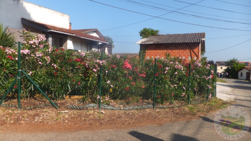 DSCF5083